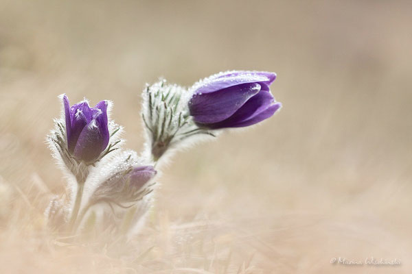 Küchenschellen (Pulsatilla)