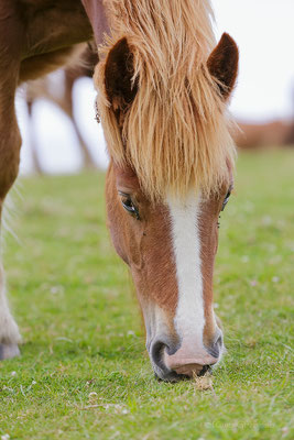 Pottok-Pony (Baskisches Wildpferd)