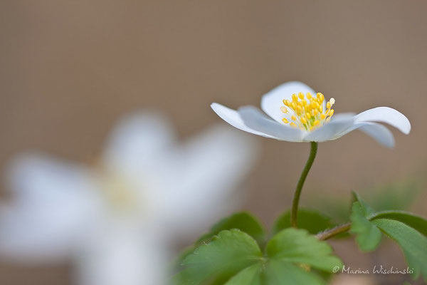 Buschwindröschen (Anemone nemorosa)