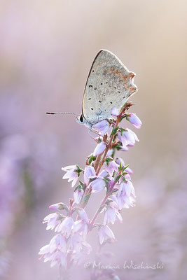 Kleiner Feuerfalter (Lycaena phlaeas)  