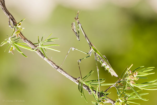 Haubenfangschrecke (Empusa pennata)