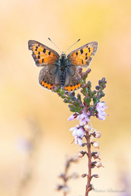 Kleiner Feuerfalter (Lycaena phlaeas)  