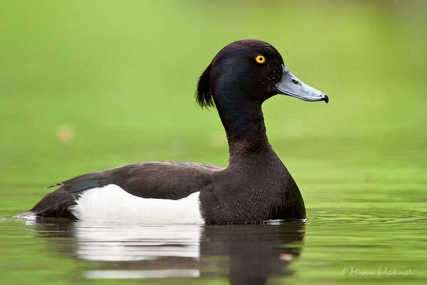 Reiherente (Aythya fuligula)