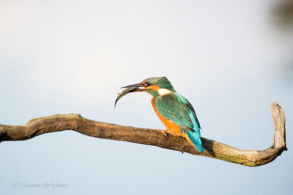 Eisvogel (Alcedo atthis)