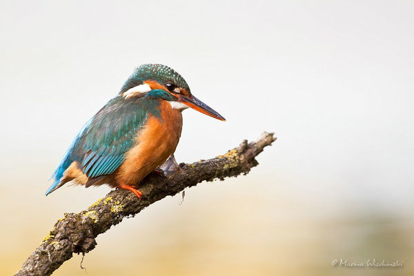 Weiblicher Eisvogel (Alcedo atthis)