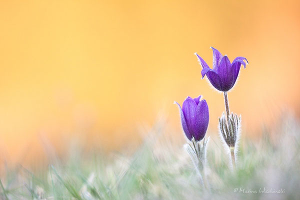 Küchenschellen (Pulsatilla)