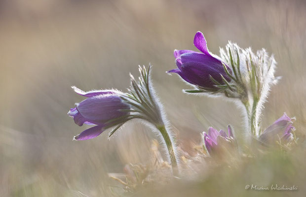 Küchenschellen (Pulsatilla)