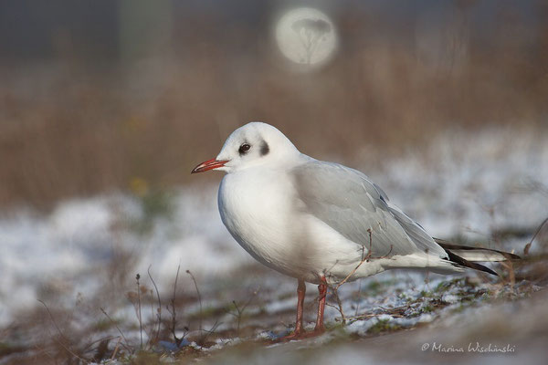  Lachmöwe (Chroicocephalus)