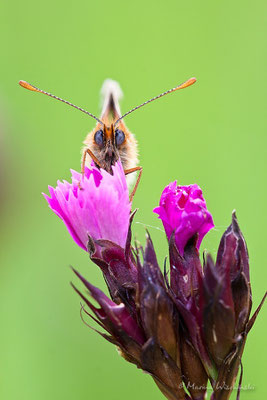 Westlicher Scheckenfalter (Melitaea parthenoides)