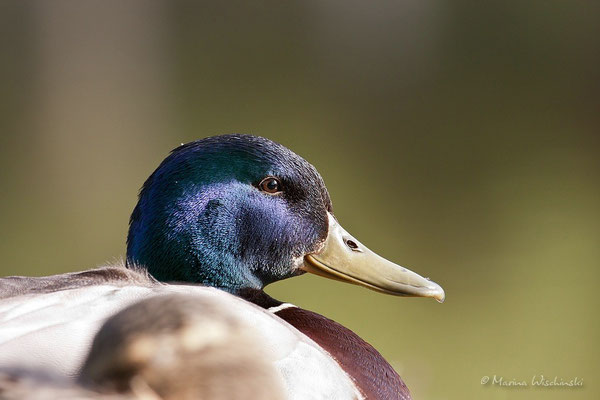 Stockenten Erpel (Anas platyrhynchos)