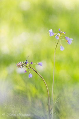 Aurorafalter (Anthocharis cardamines)