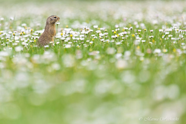 Europäischer Ziesel (Spermophilus citellus)  Burgenland 2014