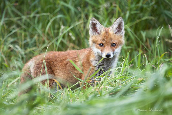 Rotfuchs (Vulpes vulpes) 