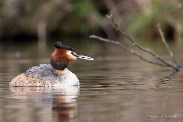 Haubentaucher (Podiceps cristatus) 