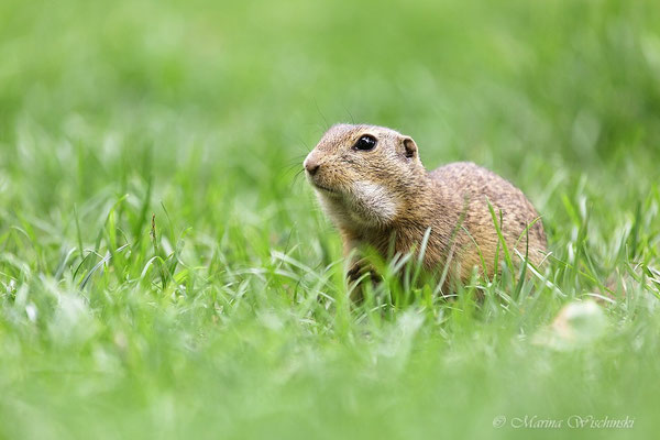 Europäischer Ziesel (Spermophilus citellus)  Burgenland 2014