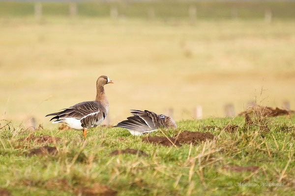 Blässganse (Anser albifrons)