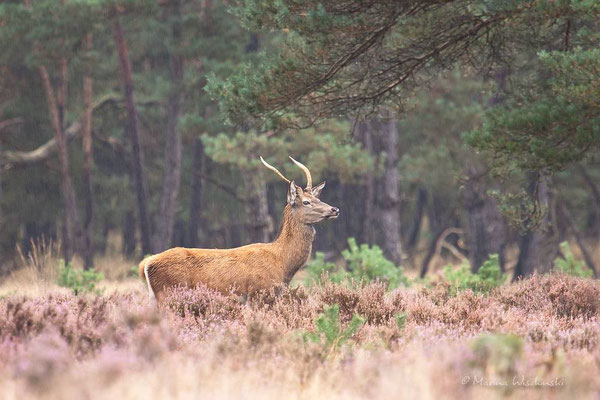 Rothirsch (Cervus elaphus)  - c -