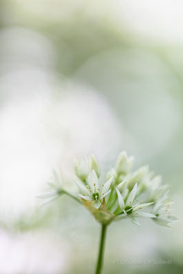 Bärlauch (Allium ursinum)