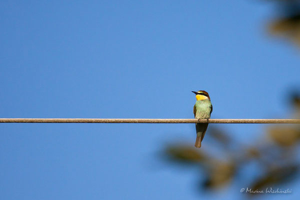 Bienenfresser (Merops apiaster)