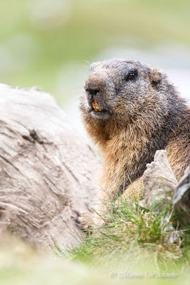 Alpenmurmeltier (Marmota marmota)