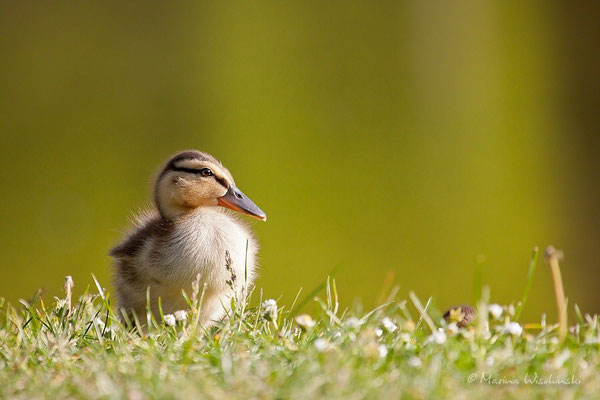 Stockenten (Anas platyrhynchos)