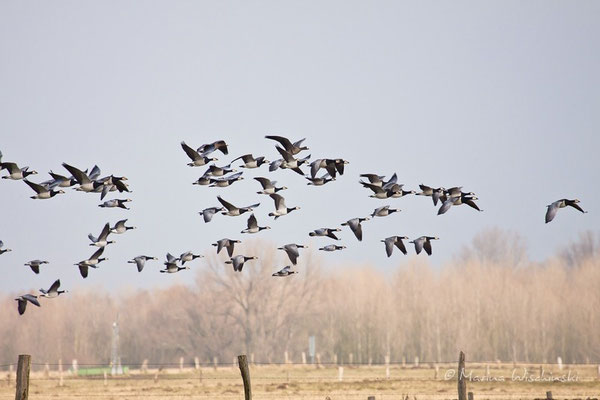 Weißwangen- oder Nonnengans (Branta leucopsis)