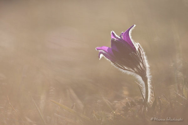 Küchenschellen (Pulsatilla)