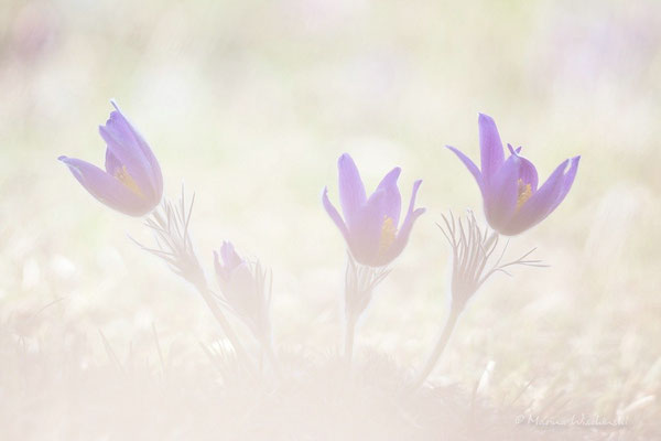 Küchenschellen (Pulsatilla)