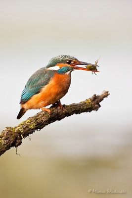 Eisvogel (Alcedo atthis)