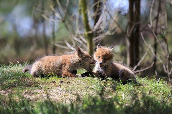 Rotfuchs (Vulpes vulpes) 