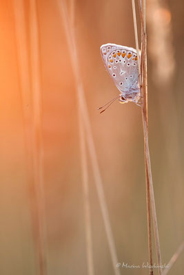 Kleiner Sonnenröschen-Bläuling (Aricia agestis)