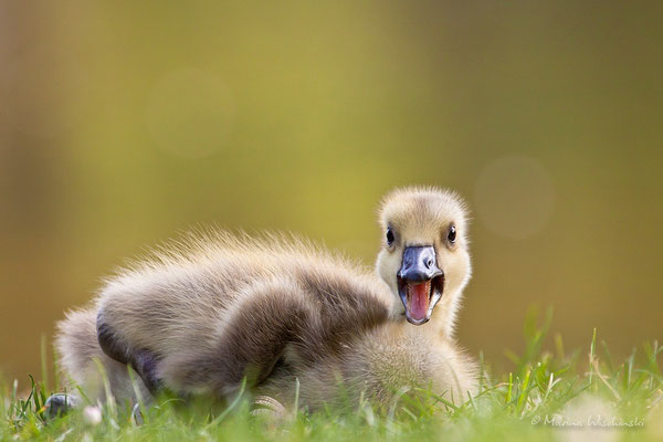 Kanadagans (Branta canadensis)