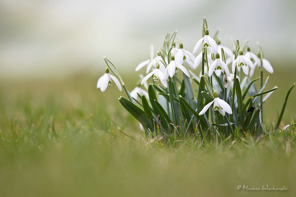 Schneeglöckchen (Galanthus)