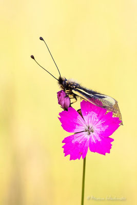  Libellen-Schmetterlingshaft (Libelloides coccajus)