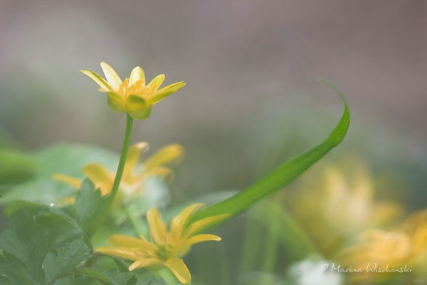 Scharbockskraut (Ficaria verna)