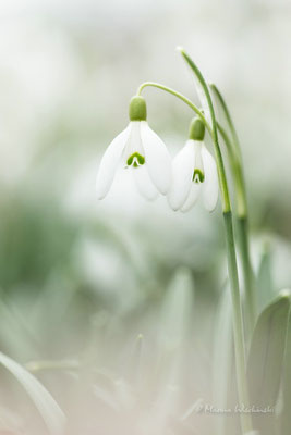 Schneeglöckchen (Galanthus)