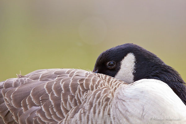 Kanadagans (Branta canadensis)