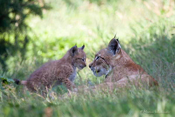 Eurasischer Luchs (Lynx lynx) - captive