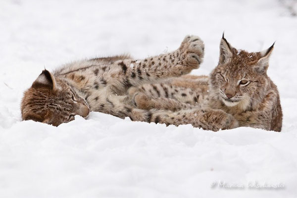 Eurasischer Luchs (Lynx lynx) - captive