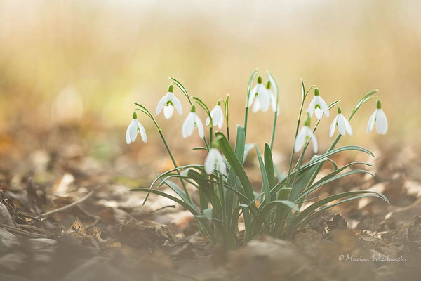 Schneeglöckchen (Galanthus)