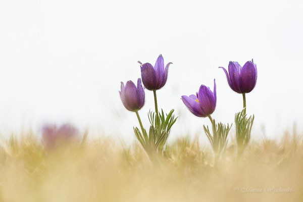 Küchenschellen (Pulsatilla)