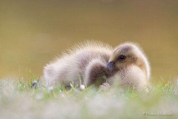 Kanadagans (Branta canadensis)