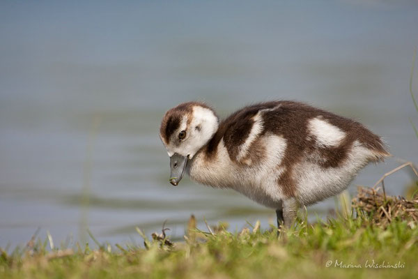 Nilgans (Alopochen aegyptiacus) 