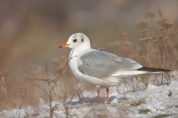  Lachmöwe (Chroicocephalus)