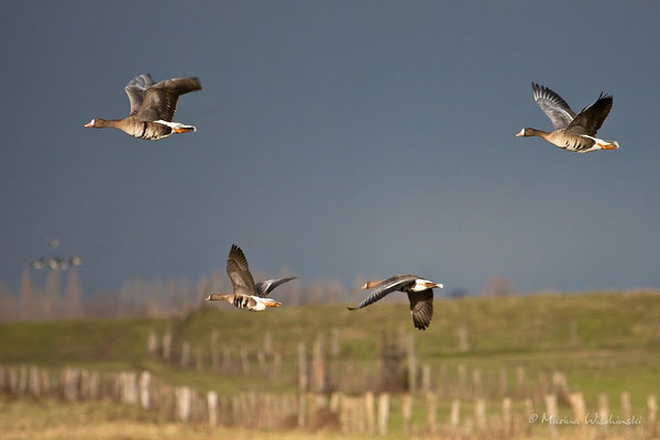 Blässgans (Anser albifrons)