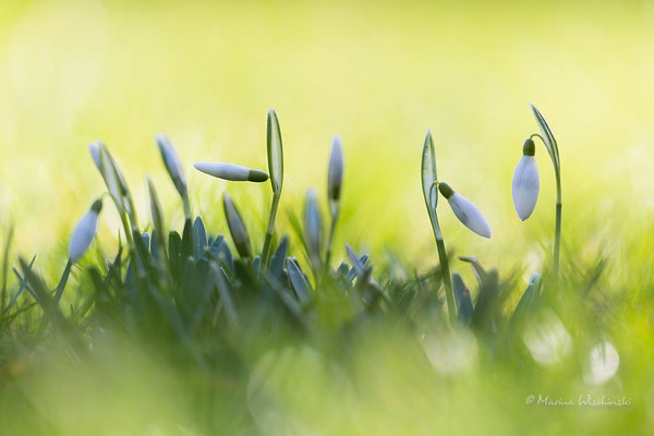 Schneeglöckchen (Galanthus)