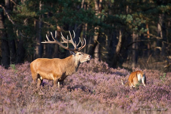 Rothirsch (Cervus elaphus)  - c -