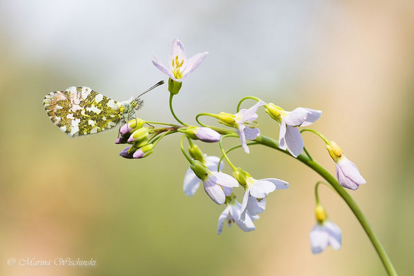 Aurorafalter (Anthocharis cardamines)