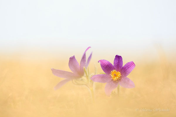 Küchenschellen (Pulsatilla)