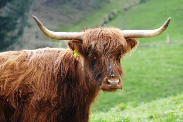 Schottisches Hochlandrind, Highland Cattle